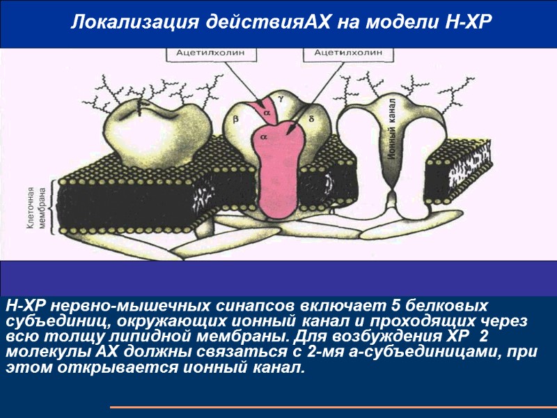Локализация действияАХ на модели Н-ХР Н‑ХР нервно-мышечных синапсов включает 5 белковых субъединиц, окружающих ионный